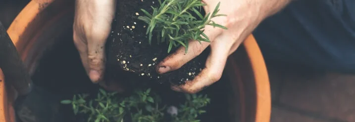 Person pflanzt Rosmarin in Topf